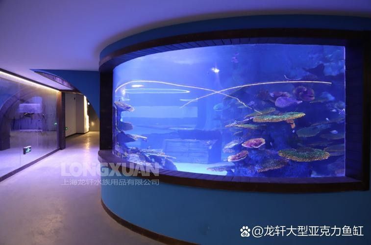龍魚換魚缸背景 龍魚換魚缸背景 龍魚百科 第41張