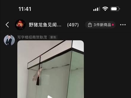 龍魚一個星期不吃東西怎么辦呢