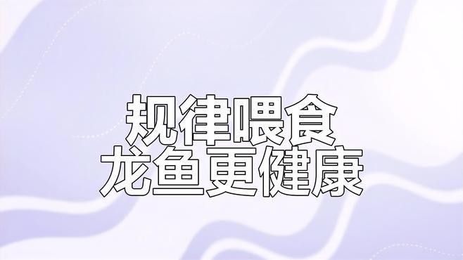 龍魚一個星期不吃東西怎么辦呢