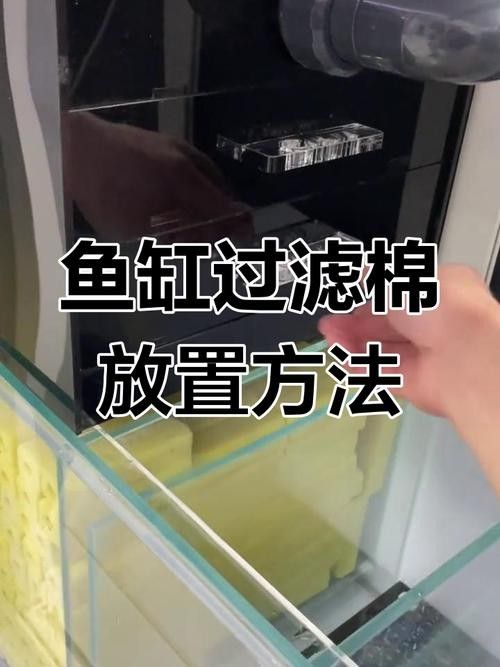 龍魚(yú)缸過(guò)濾棉多久換一次合適