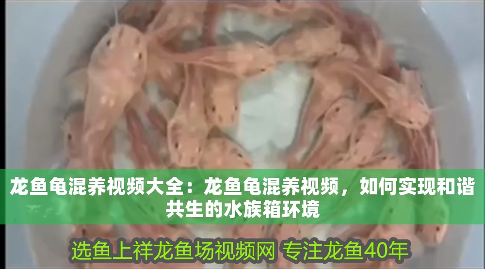 龍魚龜混養視頻大全：龍魚龜混養視頻，如何實現和諧共生的水族箱環境