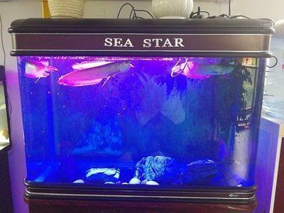 銀龍魚缸最小尺寸（關于銀龍魚缸的最低要求尺寸）