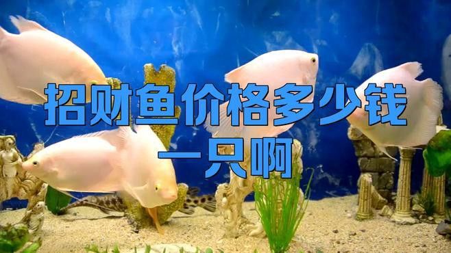 招財龍魚的價格差異大嗎？
