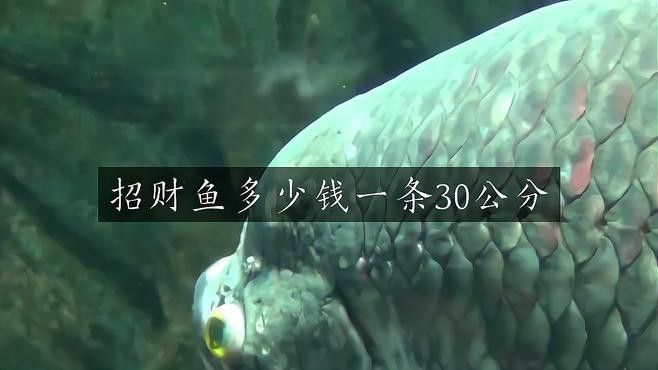 招財龍魚的價格差異大嗎？