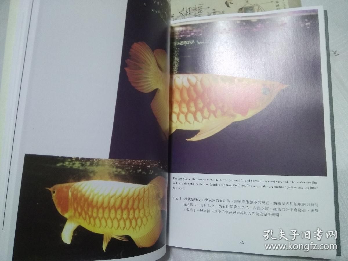龍魚(yú)住在哪里：龍魚(yú)的種類(lèi)與分布