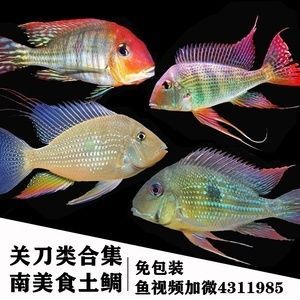 白子關刀魚配龍魚好嗎：關刀魚能和什么魚混養