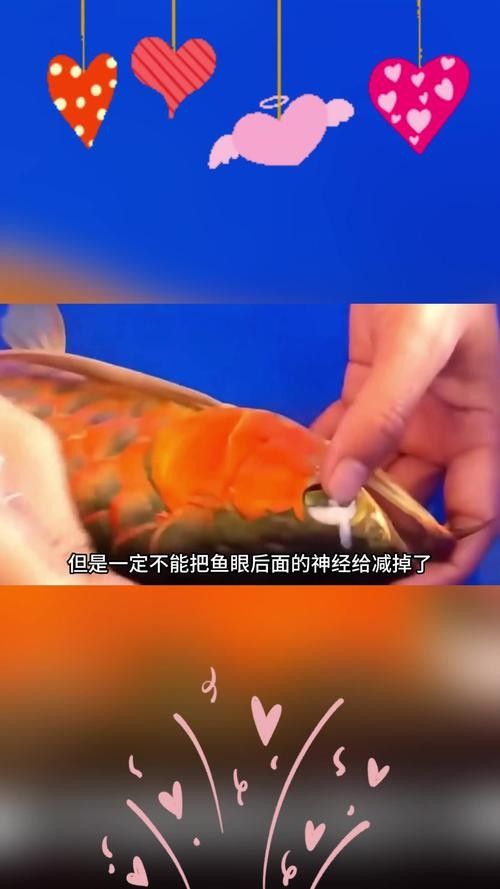 銀龍魚掉眼手術(shù)和金龍一樣嗎圖片