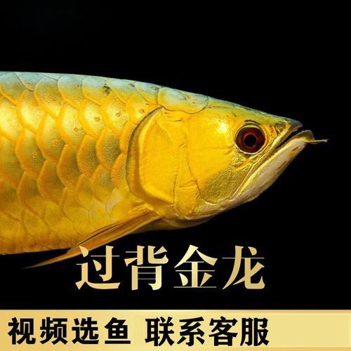 提供一張金頭過(guò)背金龍魚(yú)圖片