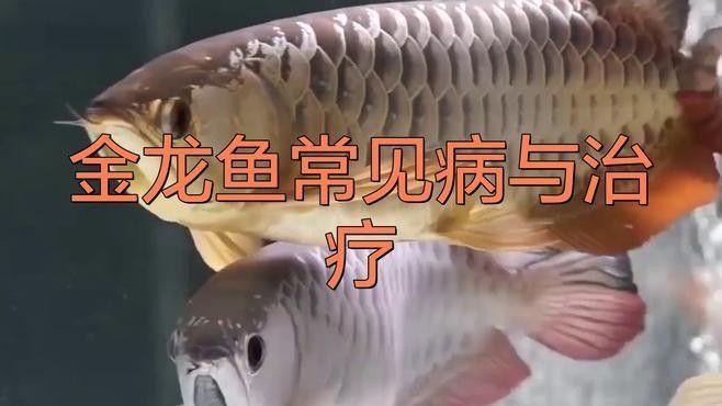 龍魚松鱗病有哪些癥狀