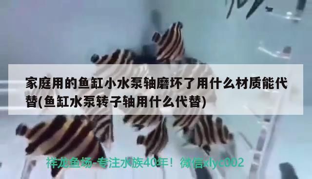 龍魚碼查詢：龍魚碼查詢技巧
