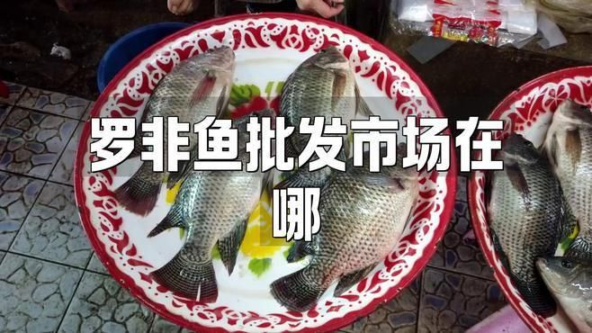羅非魚一般在哪進貨