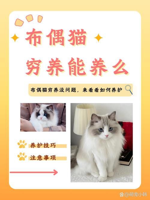 有哪些寵物貓適合與龍貓共養(yǎng)？
