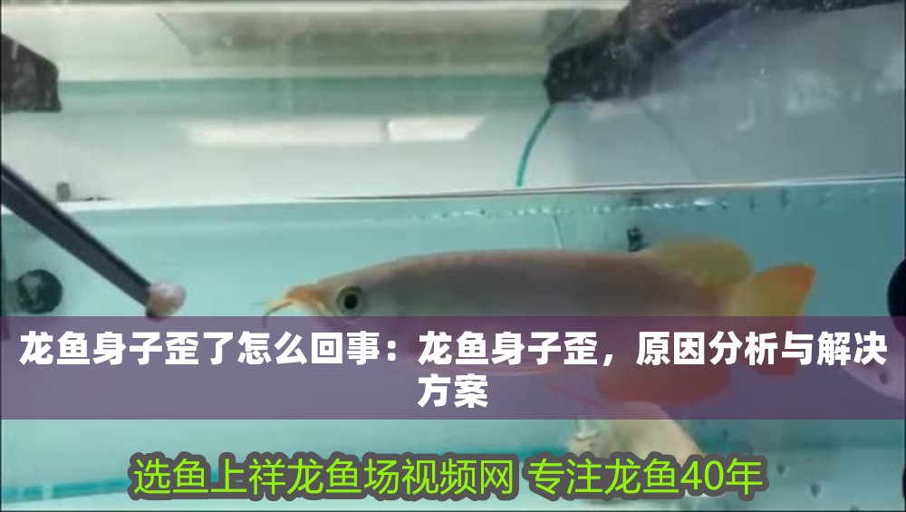 龍魚身子歪了怎么回事：龍魚身子歪，原因分析與解決方案