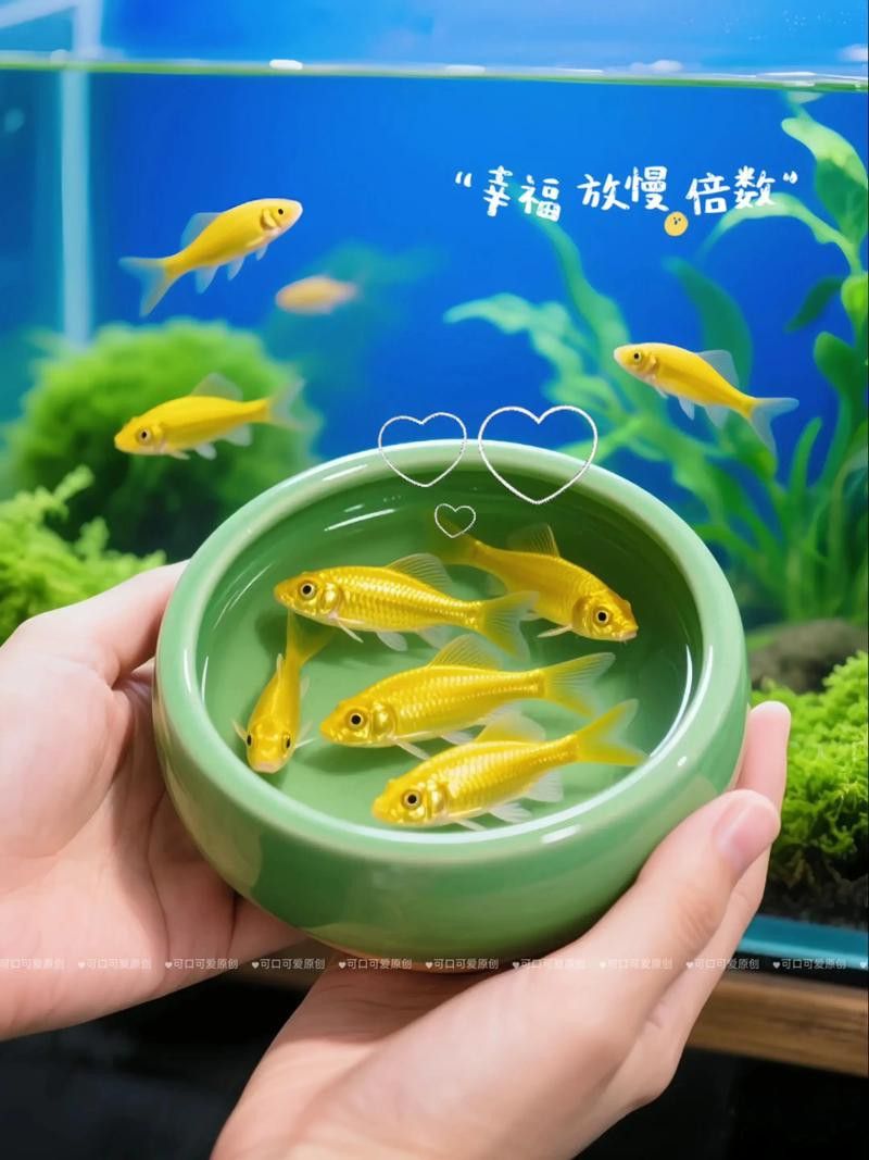 金龍魚缸適合哪些工具魚