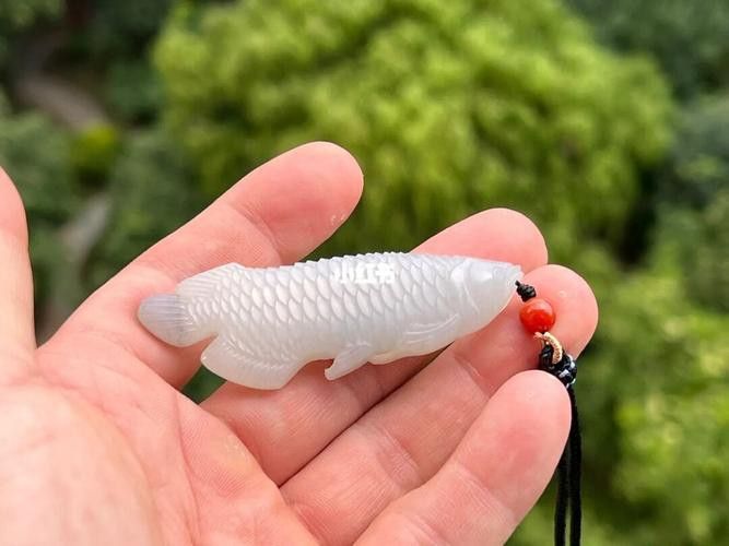 玉金龍魚圖片大全