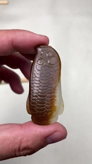 玉金龍魚圖片大全