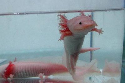 六角恐龍魚怎么飼養？（六角恐龍魚的飼養方法） 六角恐龍魚怎么飼養？（六角恐龍魚的飼養方法） 龍魚百科 第3張