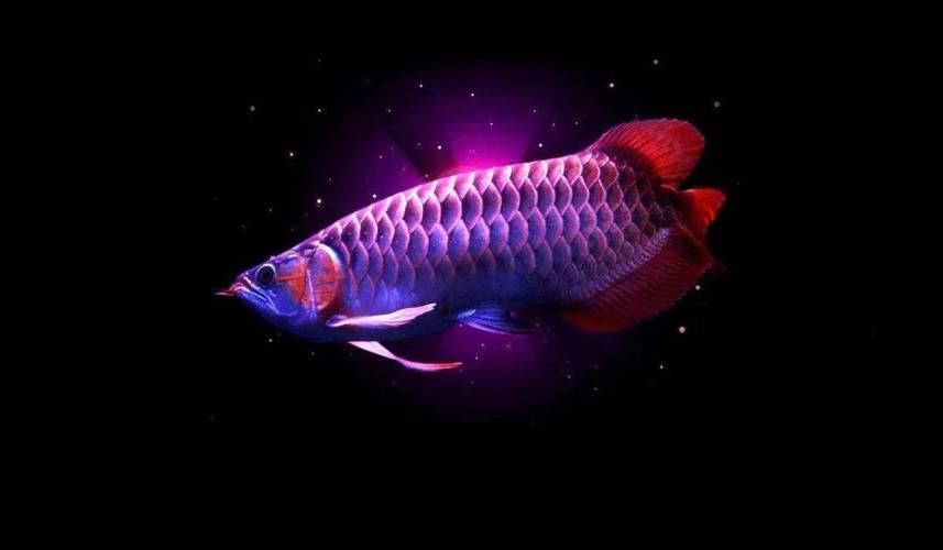 龍魚有病怎么治療最好的方法：龍魚水質(zhì)管理的具體方法