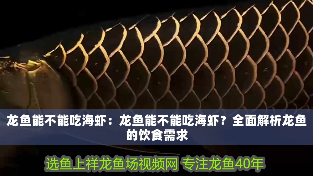 龍魚能不能吃海蝦：龍魚能不能吃海蝦？全面解析龍魚的飲食需求