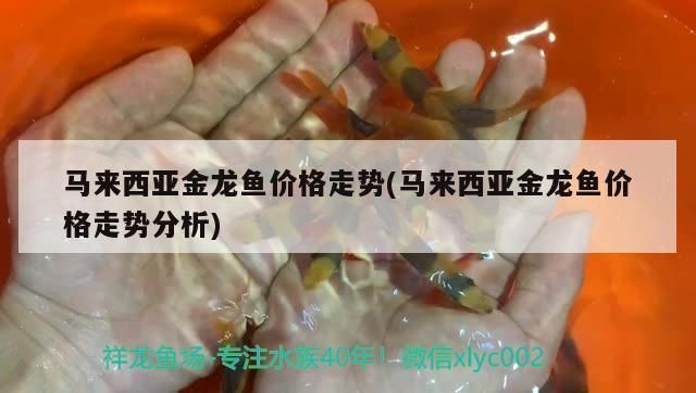 馬來(lái)西亞祥龍魚(yú)場(chǎng)直銷(xiāo)價(jià)格，馬來(lái)西亞祥龍魚(yú)場(chǎng)的直銷(xiāo)價(jià)格