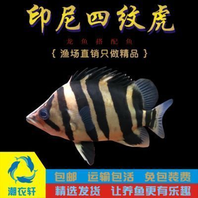 馬來(lái)西亞祥龍魚(yú)場(chǎng)直銷(xiāo)價(jià)格，馬來(lái)西亞祥龍魚(yú)場(chǎng)的直銷(xiāo)價(jià)格