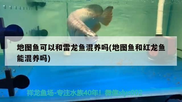 馬來(lái)西亞祥龍魚(yú)場(chǎng)直銷(xiāo)價(jià)格，馬來(lái)西亞祥龍魚(yú)場(chǎng)的直銷(xiāo)價(jià)格