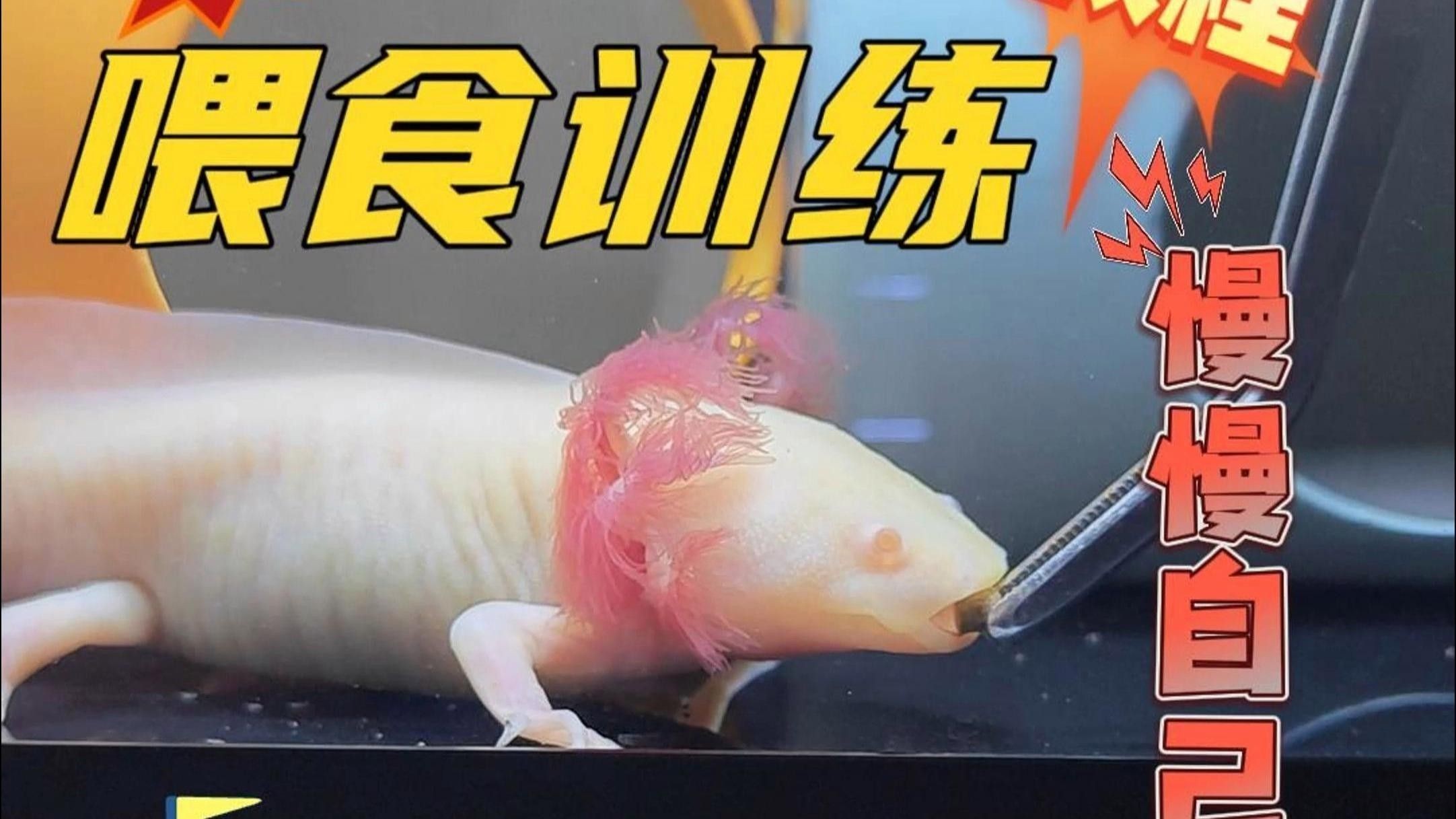 如何訓練龍魚更快認主？