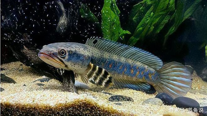 如何訓練龍魚更快認主？