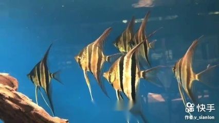 大型魚缸定做find祥龍魚場：大型魚缸定做find祥龍魚場\"