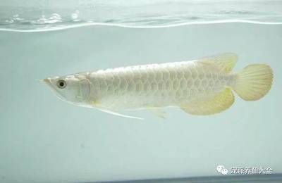 龍魚發色藥水怎么用效果好呢，如何自制龍魚發色藥水