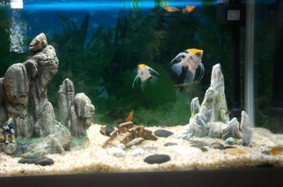 好養的龍魚（好養的龍魚品種有哪些？）