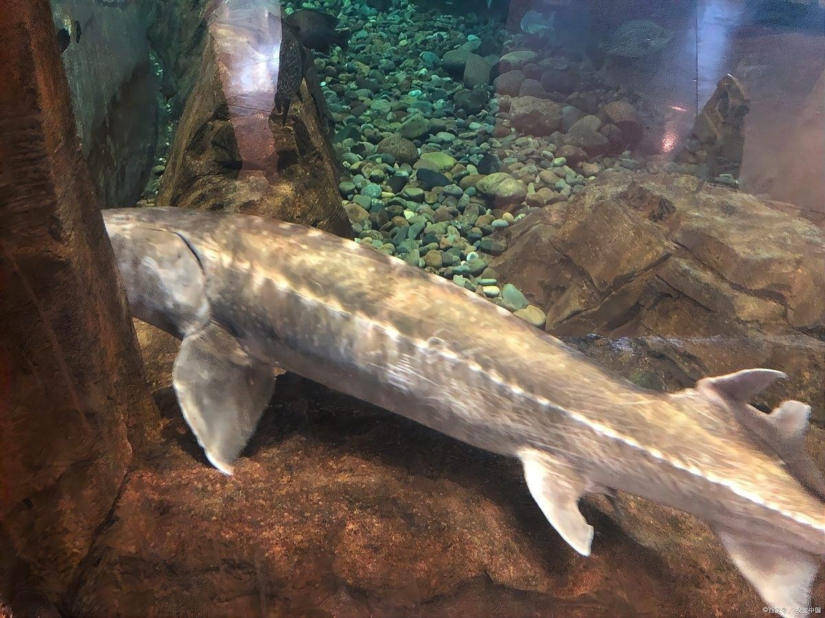 鱘龍魚能長到多大