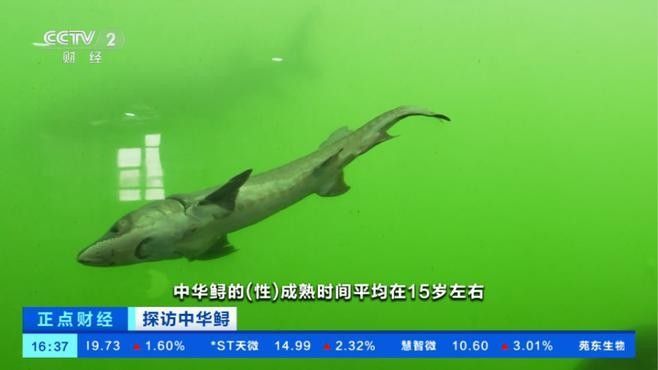 鱘龍魚能長到多大