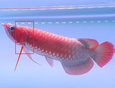 龍魚腮腫用什么藥（龍魚腮腫用什么藥治療）