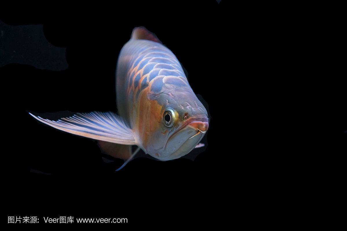 黑色龍魚品：關于黑色龍魚的品種根據搜索結果，主要有以下幾種