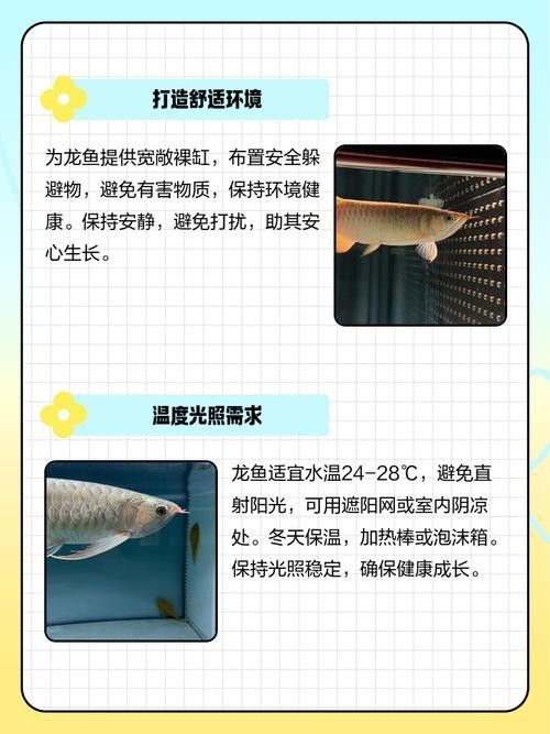 龍魚的飼養(yǎng)方法有哪些圖片