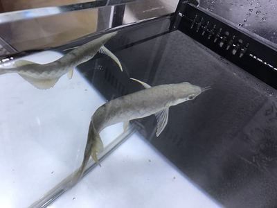 挑選小龍魚需要考慮多個方面，包括外觀特征、品種來源等：小龍魚怎么挑選好的
