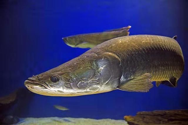 撒旦鴨嘴魚批發(fā)：撒旦鴨嘴魚批發(fā)與貨源基地的信息