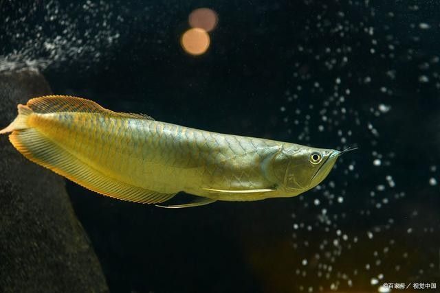 龍魚用什么麻藥打的多