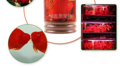 INCH-GOLD寸金魚食購買渠道：inch-gold寸金魚食優(yōu)惠活動查詢 INCH-GOLD寸金魚食購買渠道：inch-gold寸金魚食優(yōu)惠活動查詢 龍魚百科 第1張