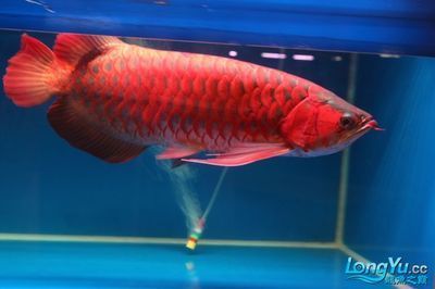 紅龍魚比賽比什么（2018國際頂級紅龍魚冠軍賽現場搜狐28]2.）