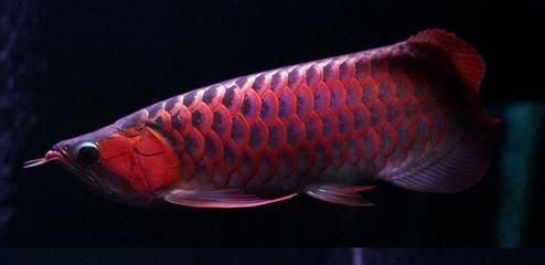 紅龍魚在古代皇室中的地位：古代皇室如何飼養紅龍魚 紅龍魚在古代皇室中的地位：古代皇室如何飼養紅龍魚 龍魚百科 第5張