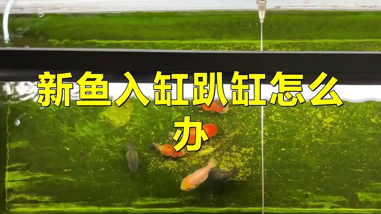 剛買的銀龍魚趴缸一動不動
