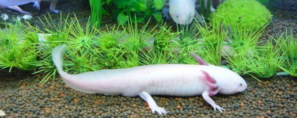 六角龍魚具體介紹，六角龍魚是一種觀賞價值極高的觀賞價值和科研價值的生物