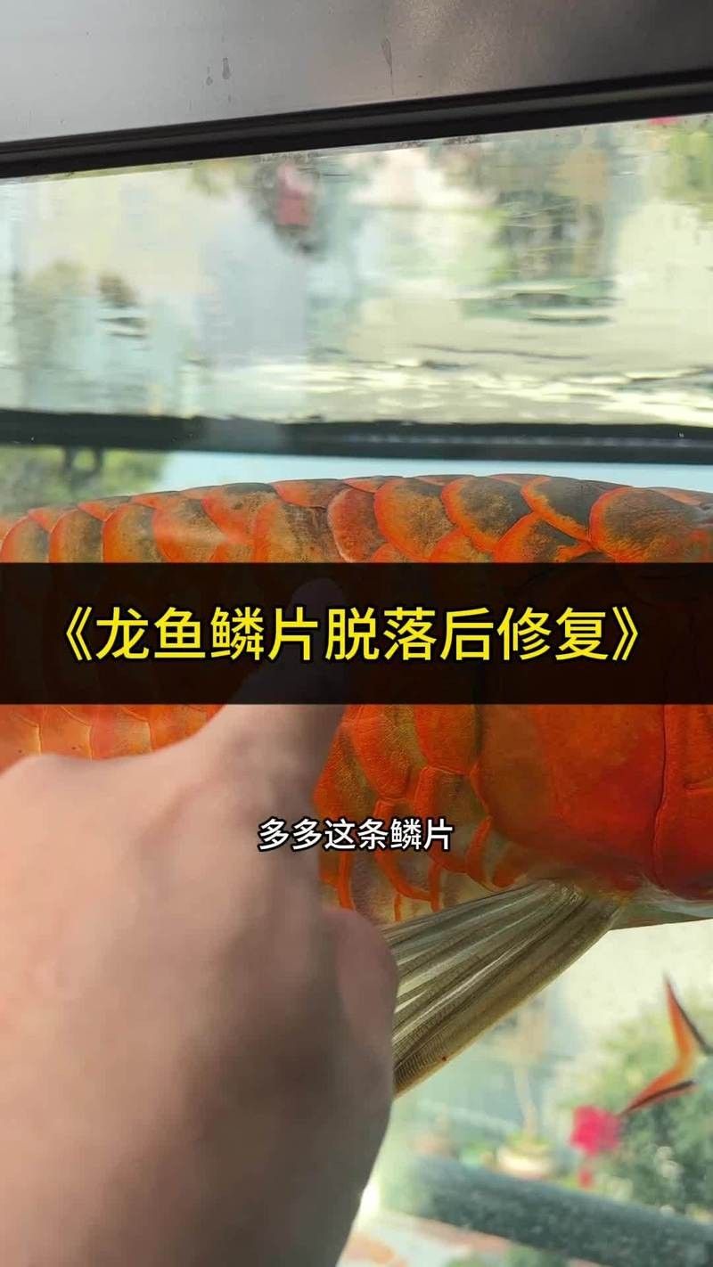 龍魚鰓蓋脫落能自己恢復(fù)嗎？ 龍魚鰓蓋脫落能自己恢復(fù)嗎？ 龍魚百科 第5張