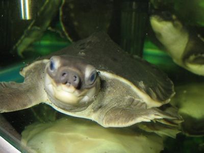 紫羅蘭金龍魚(yú)貴不貴呀：紫羅蘭底金龍魚(yú)的價(jià)格