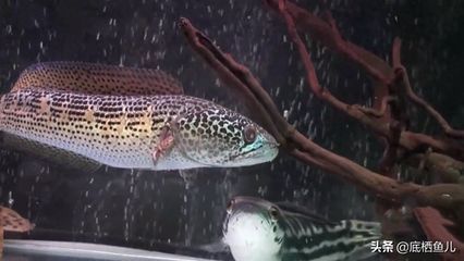 如何改善雷龍魚水質問題：如何改善雷龍魚的水質問題 如何改善雷龍魚水質問題：如何改善雷龍魚的水質問題 龍魚百科 第6張