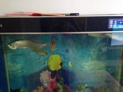 家養銀龍魚可以嗎【家養銀龍魚可行性分析】 家養銀龍魚可以嗎【家養銀龍魚可行性分析】 龍魚百科 第5張