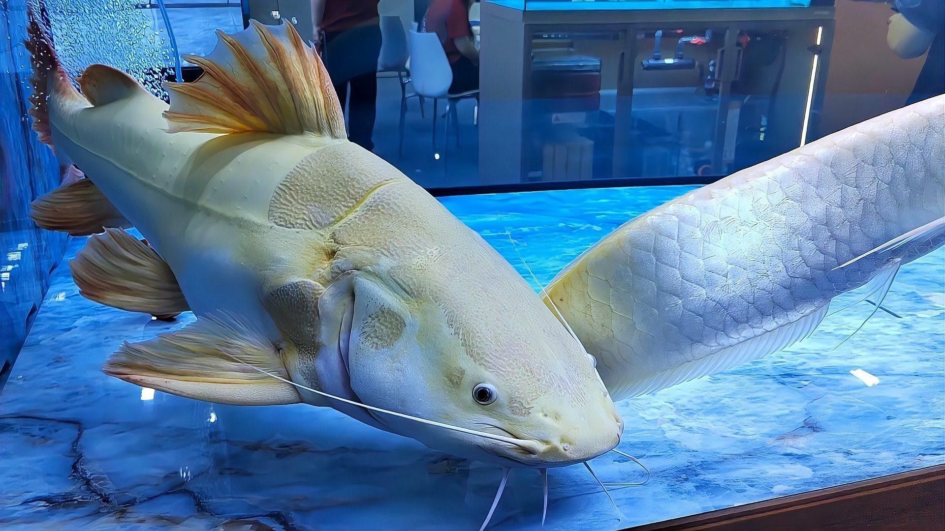 招財貓魚和龍魚哪個厲害點好 招財貓魚和龍魚哪個厲害點好 龍魚百科 第2張
