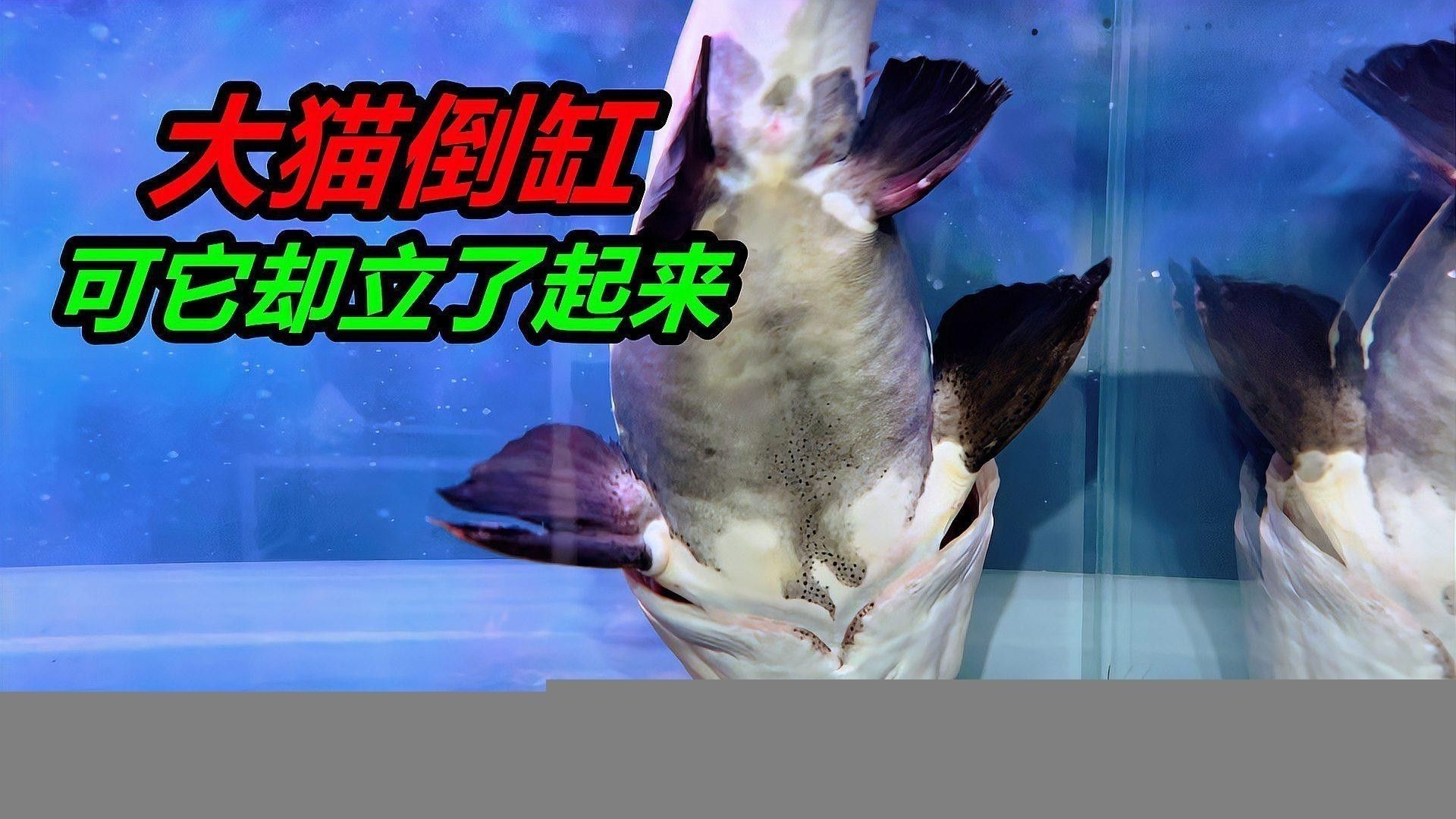 招財貓魚和龍魚哪個厲害點好 招財貓魚和龍魚哪個厲害點好 龍魚百科 第3張
